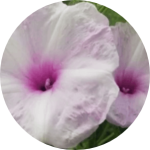 Témoignage reportage vidéo professionnelle